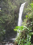 Waterfall in the jungle